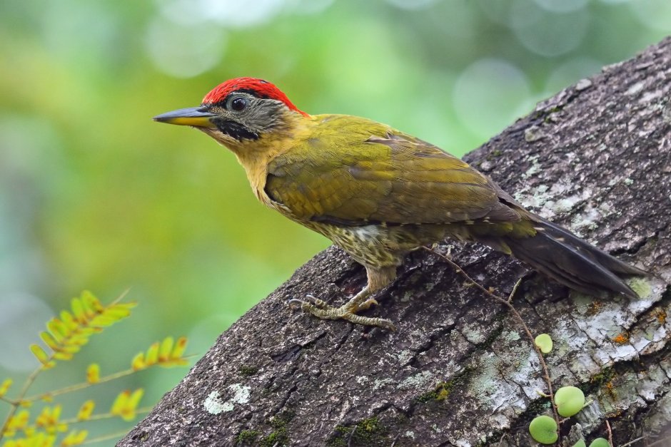 Зелёный дя́тел (Picus viridis)