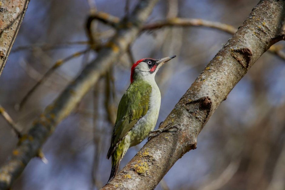 Picus viridis (зеленый дятел)