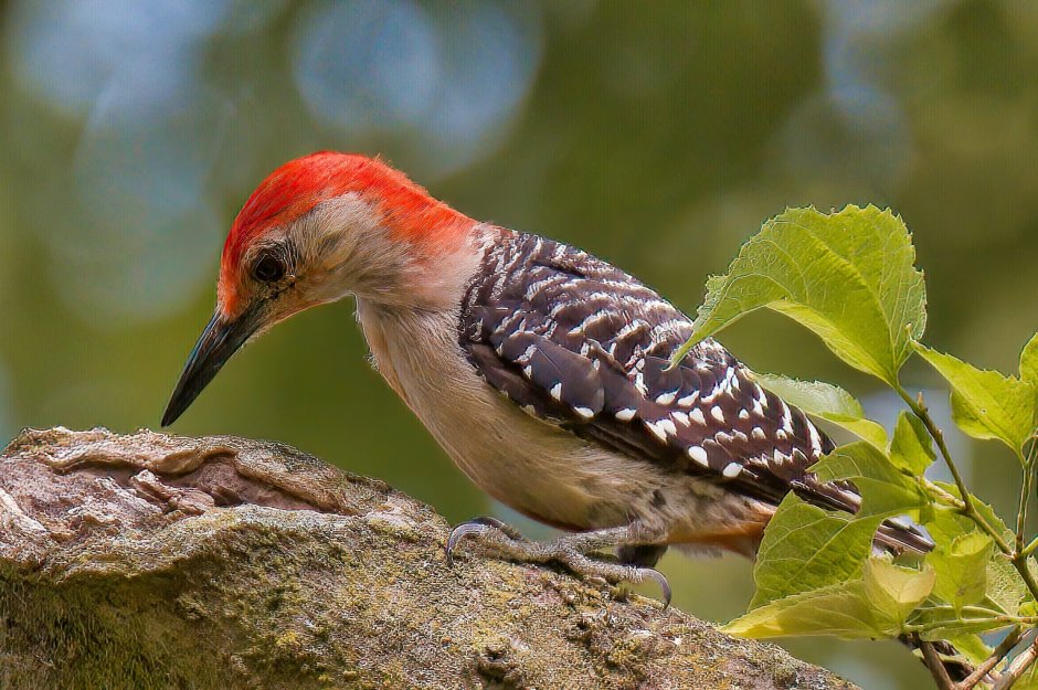 Melanerpes carolinus