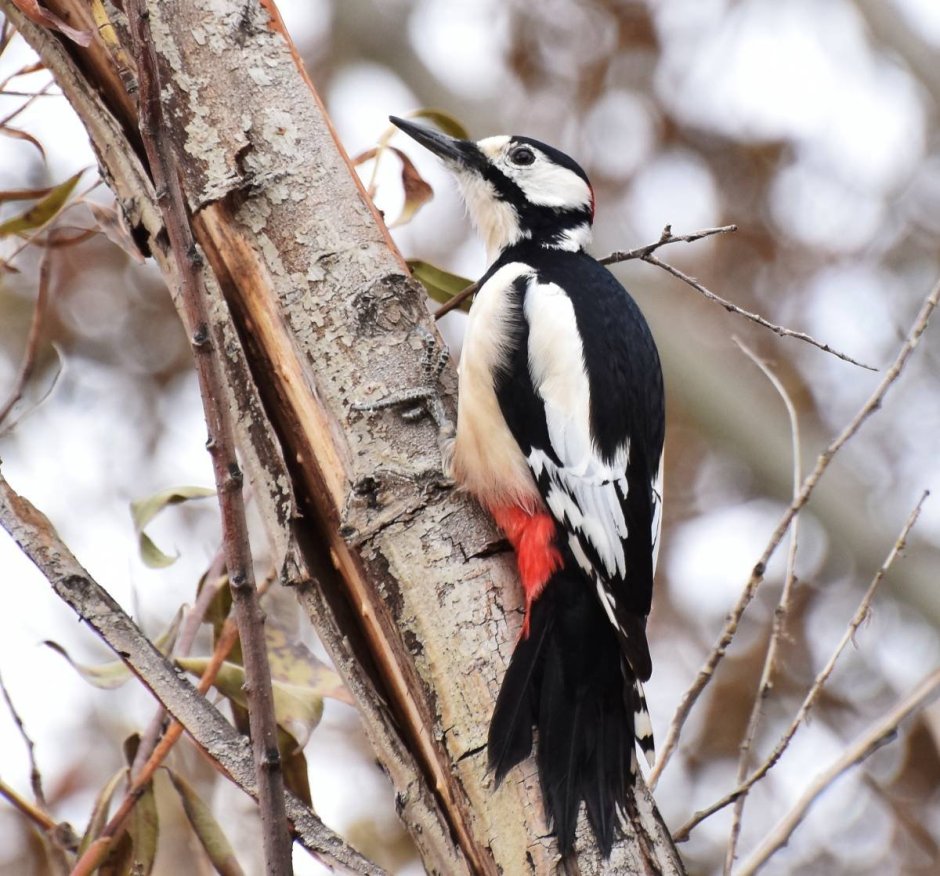 Белокры́лый дя́тел Dendrocopos leucopterus