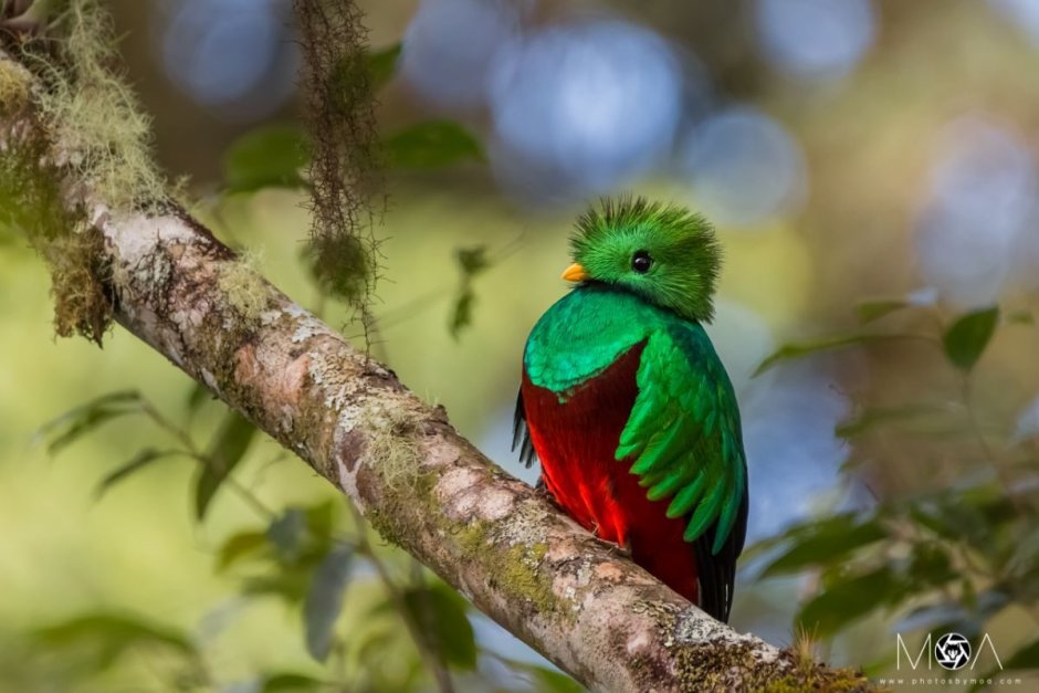 Paradisaea Guilielmi