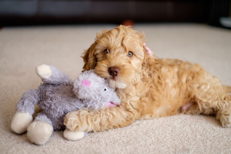 Кокапу Maltipoo