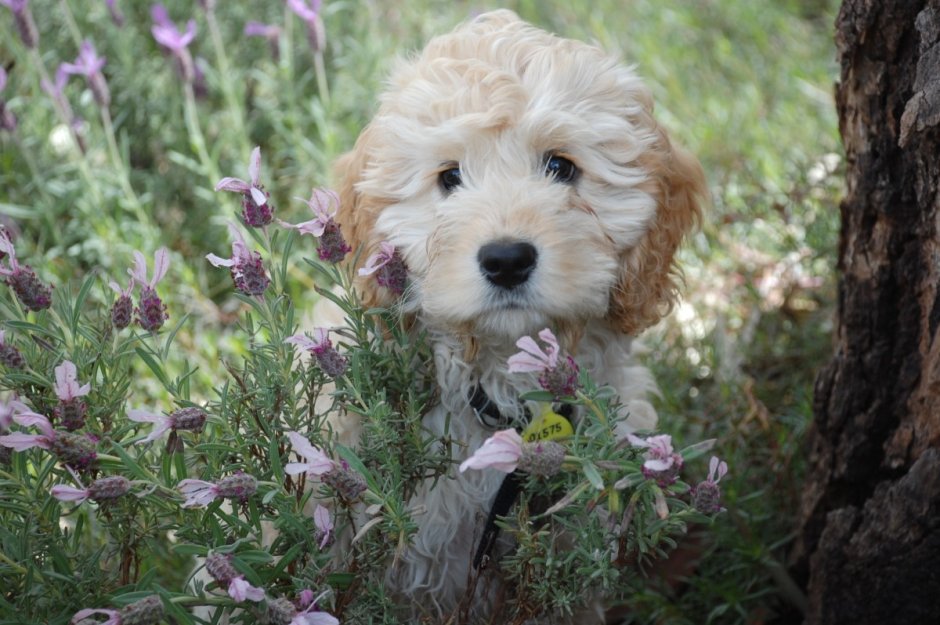 Goldendoodle Puppies