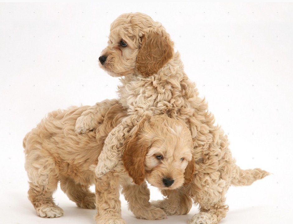 Cockapoo порода собак