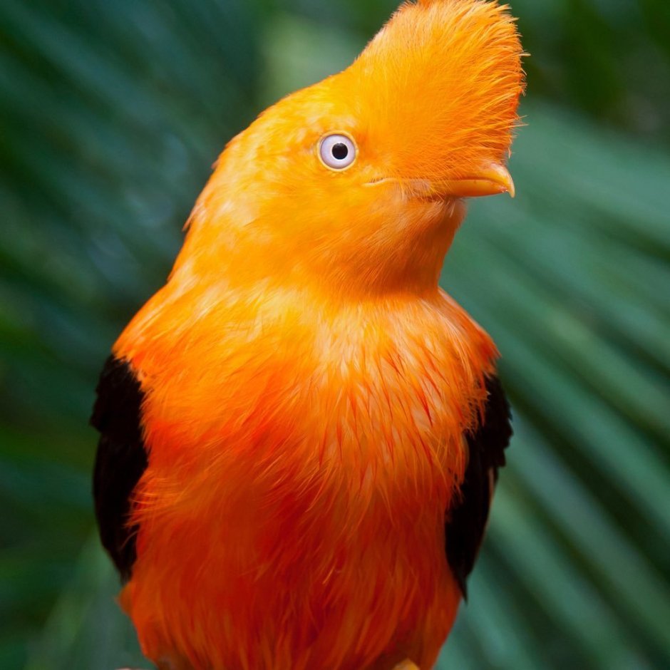 Ptilinopus Victor