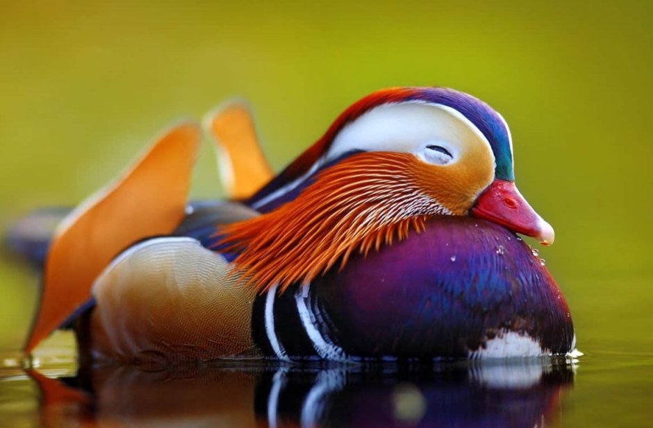 Мандаринка Aix galericulata