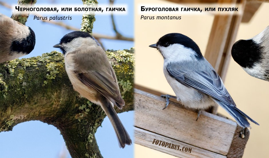 Гаичка буроголовая и черноголовая