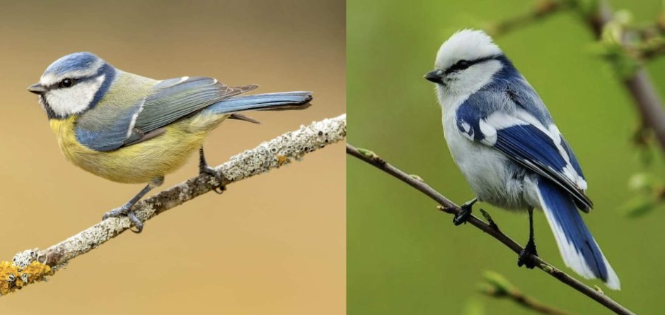 Cyanistes cyanus белая лазоревка