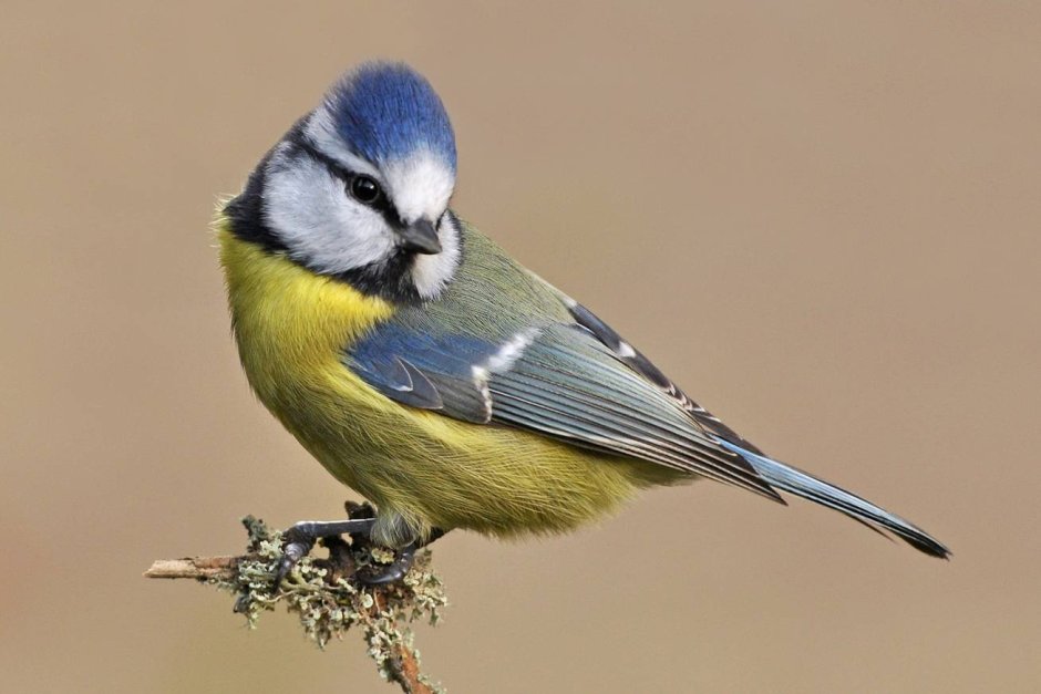 Blue Titmouse