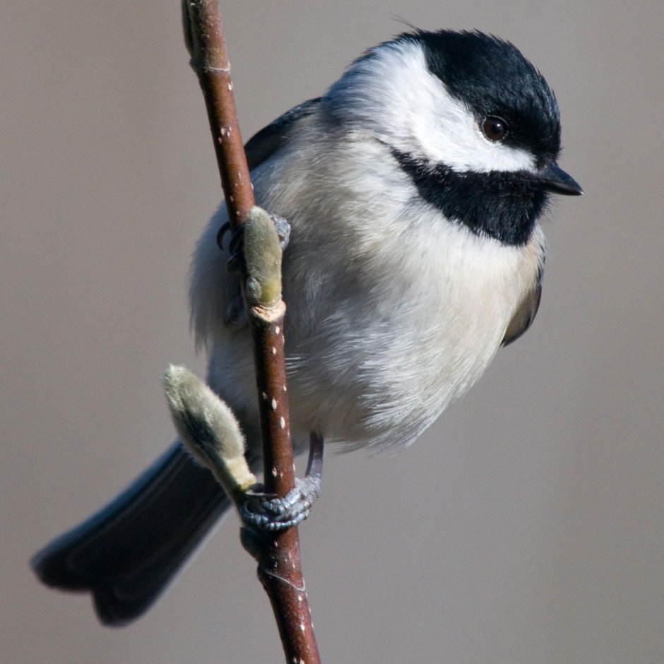Black-capped Chickadee