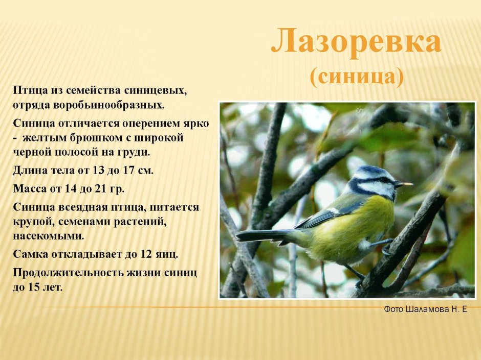 Продолжительность жизни синицы