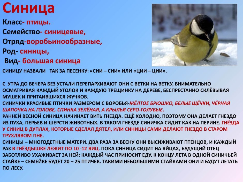 Паспорт зимующих птиц