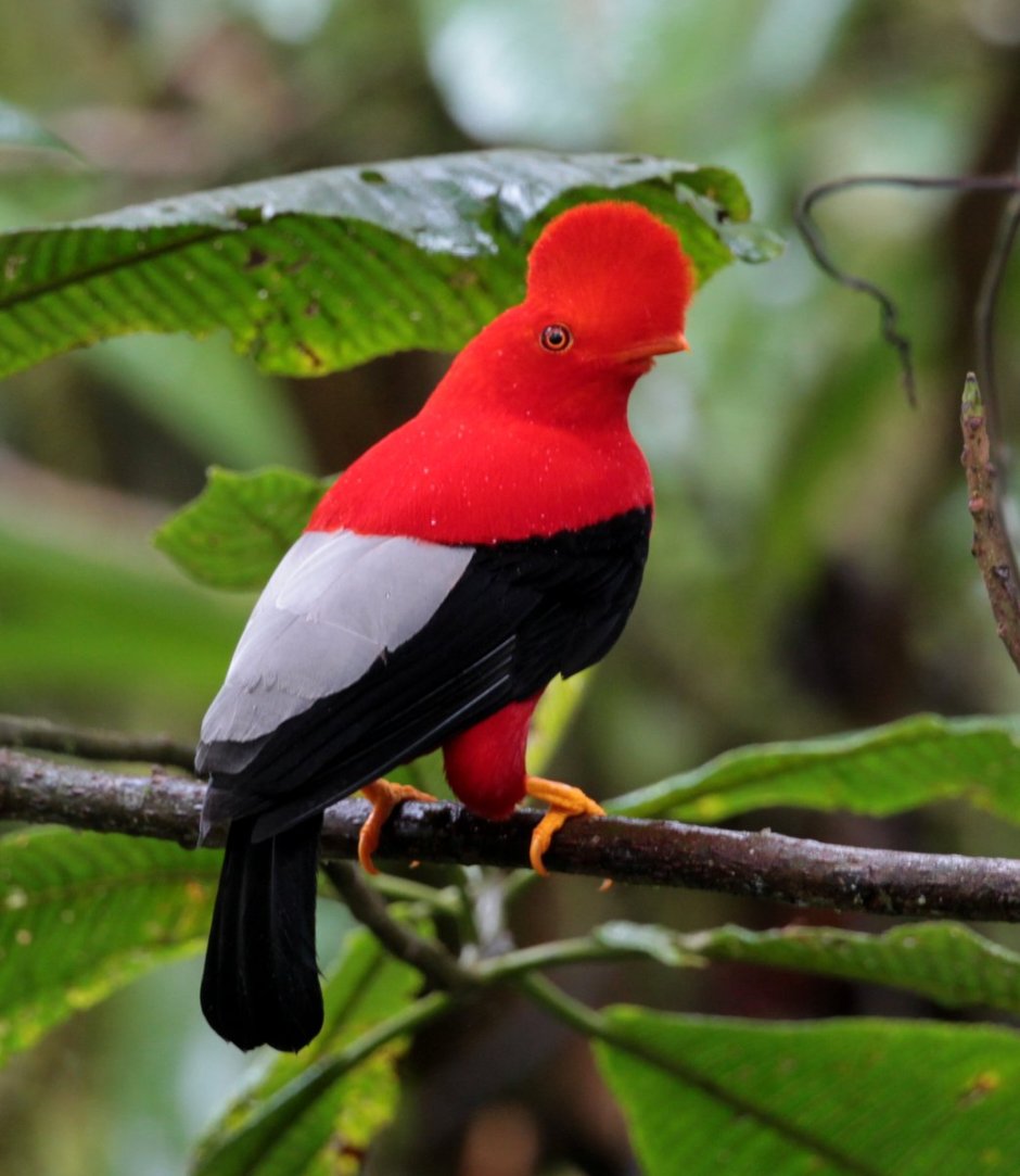 Guianan Red Cotinga