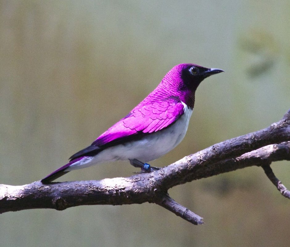 Coracias abyssinicus