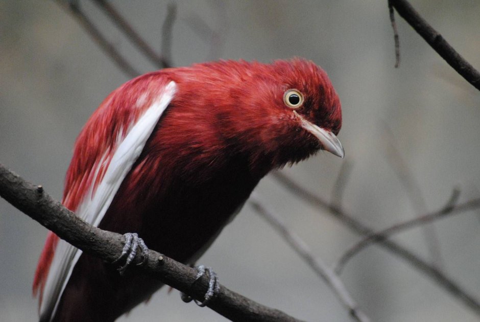 Spangled Cotinga
