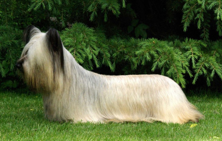 Шотландский колли с цветком