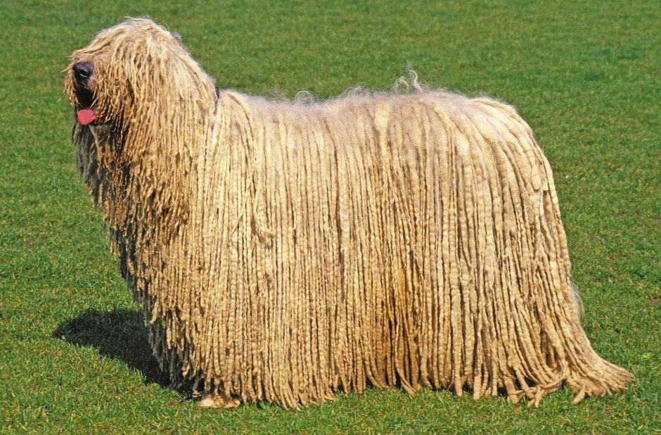 Шотландская овчарка (колли)