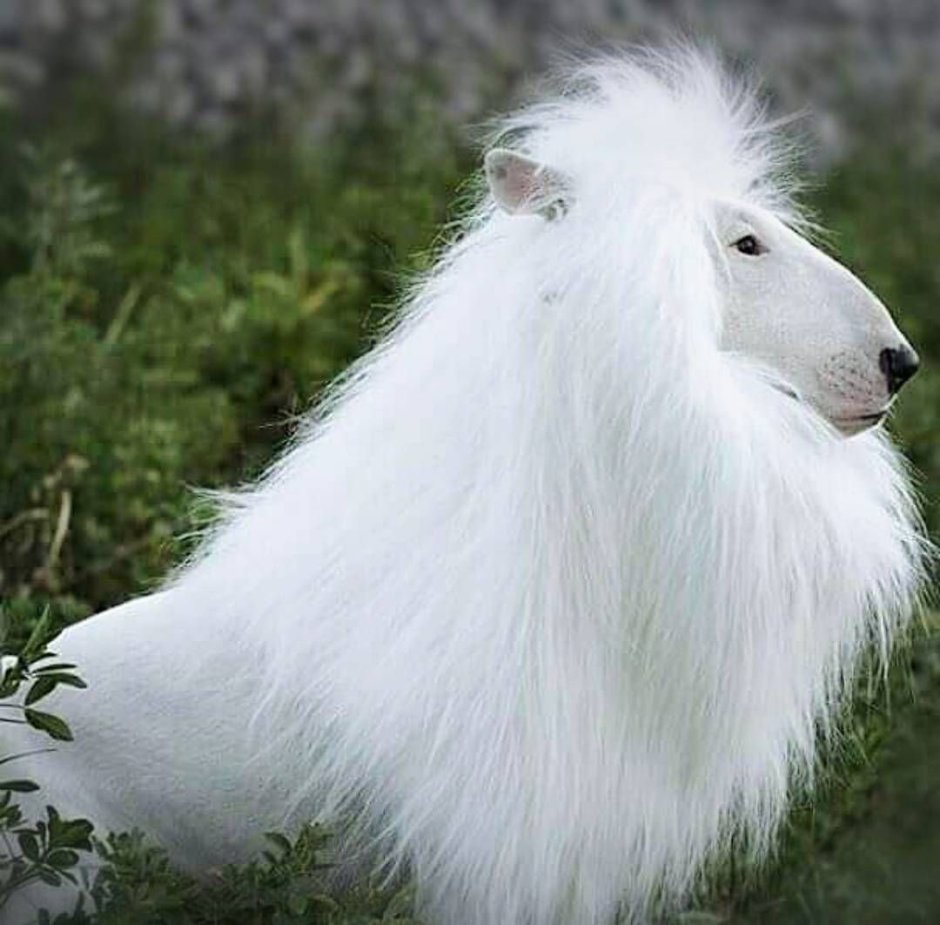 Шотландская колли длинношерстный