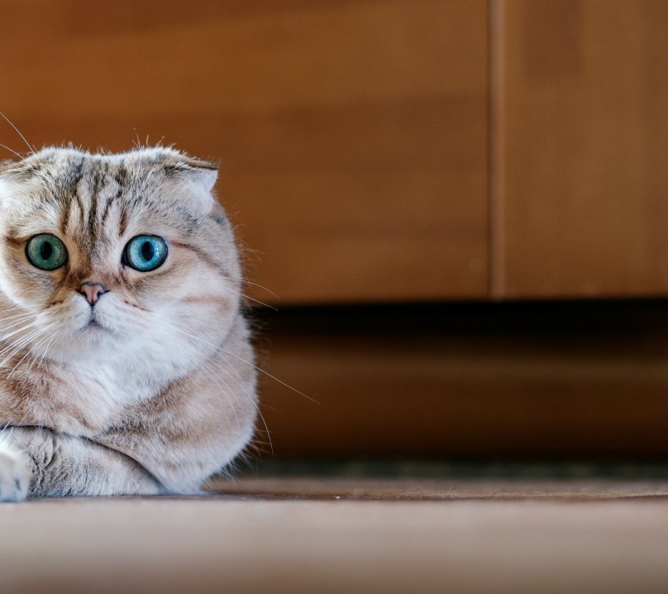Скоттиш страйт Хосико