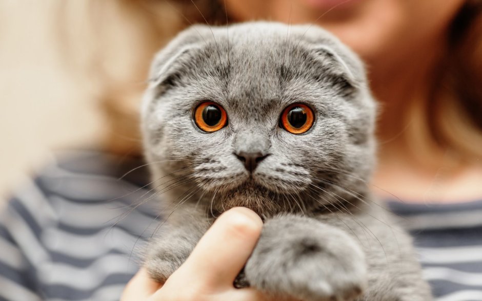 Шотландские вислоухие коты