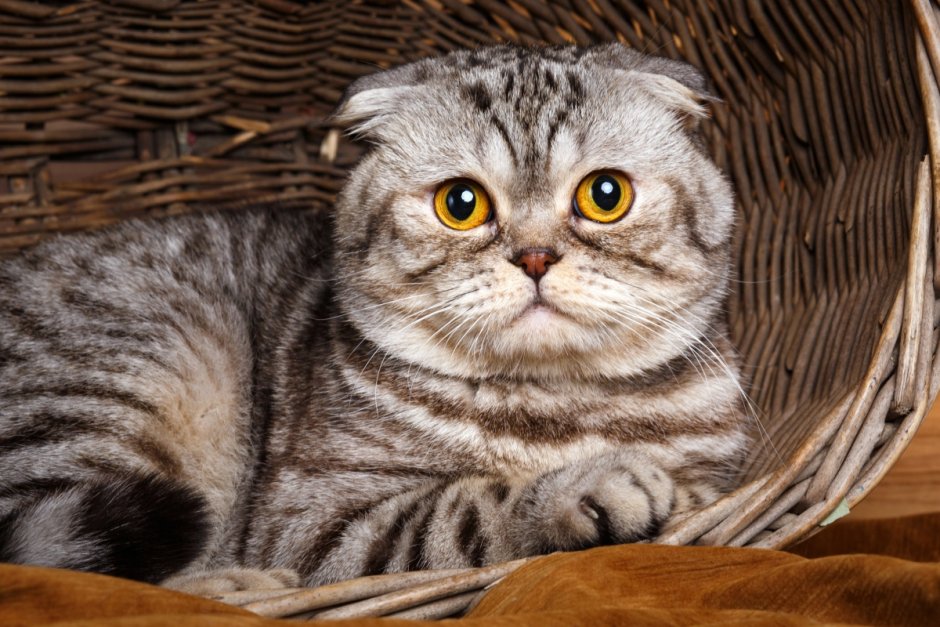 Foldex Cat