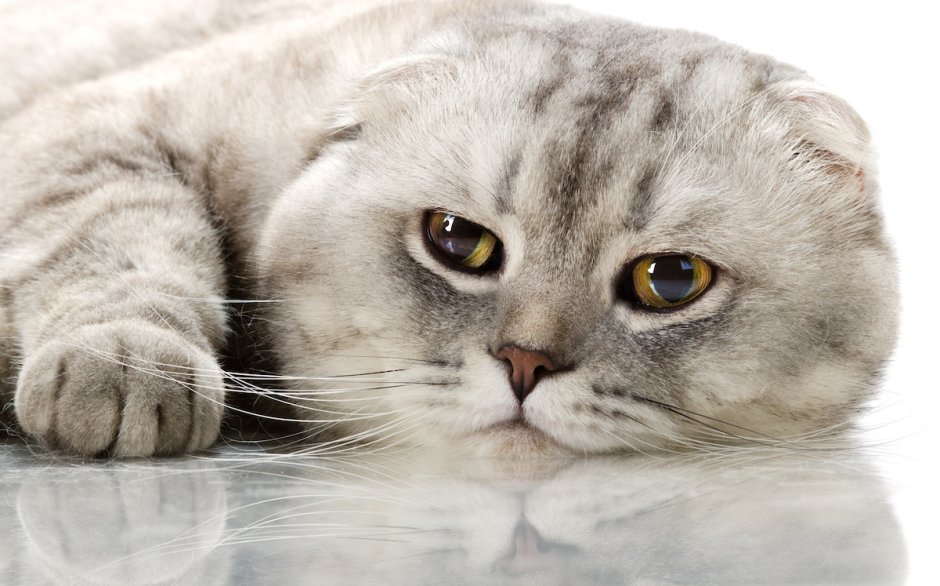 Шотландская вислоухая кошка охотится