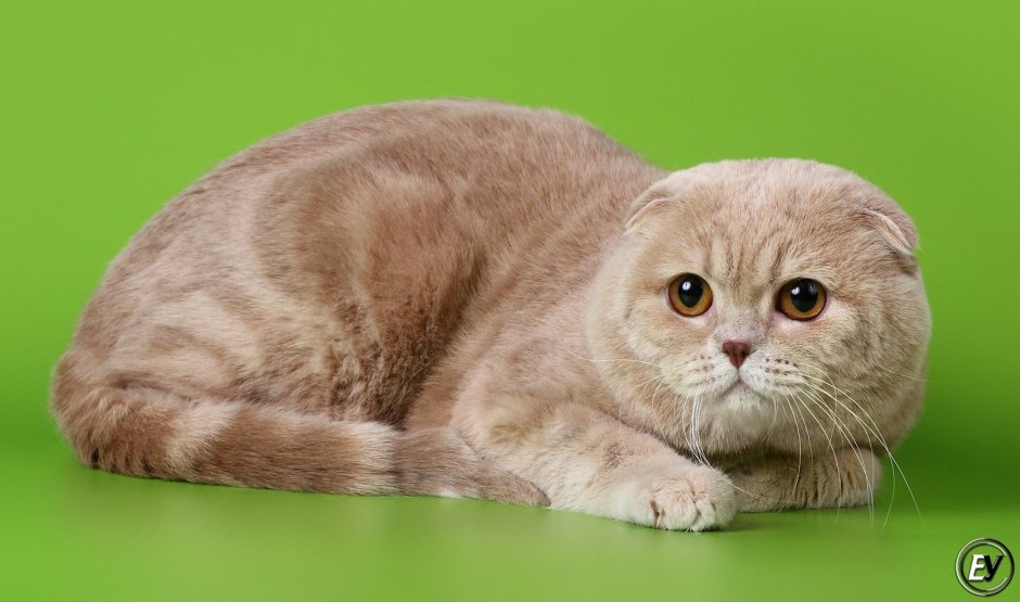 Шотландская вислоухая кошка