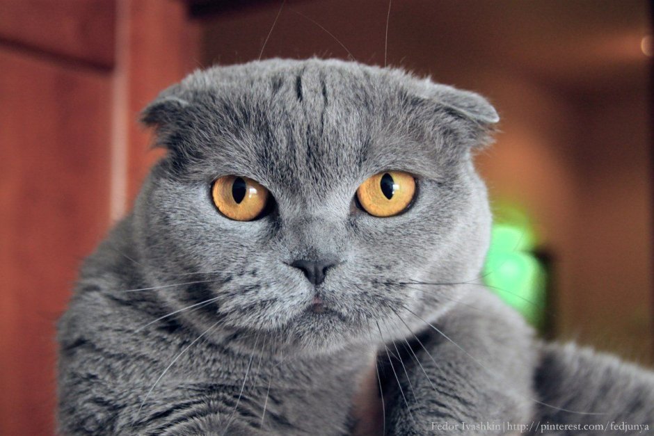 Шотландец кот не вислоухий