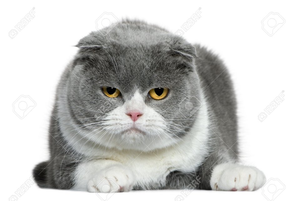 Кот вислоухий шотландец серо белый