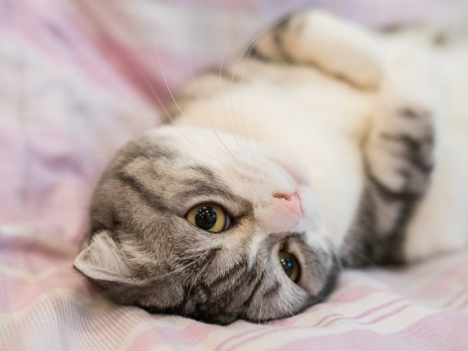 Шотландская вислоухая кошка милая