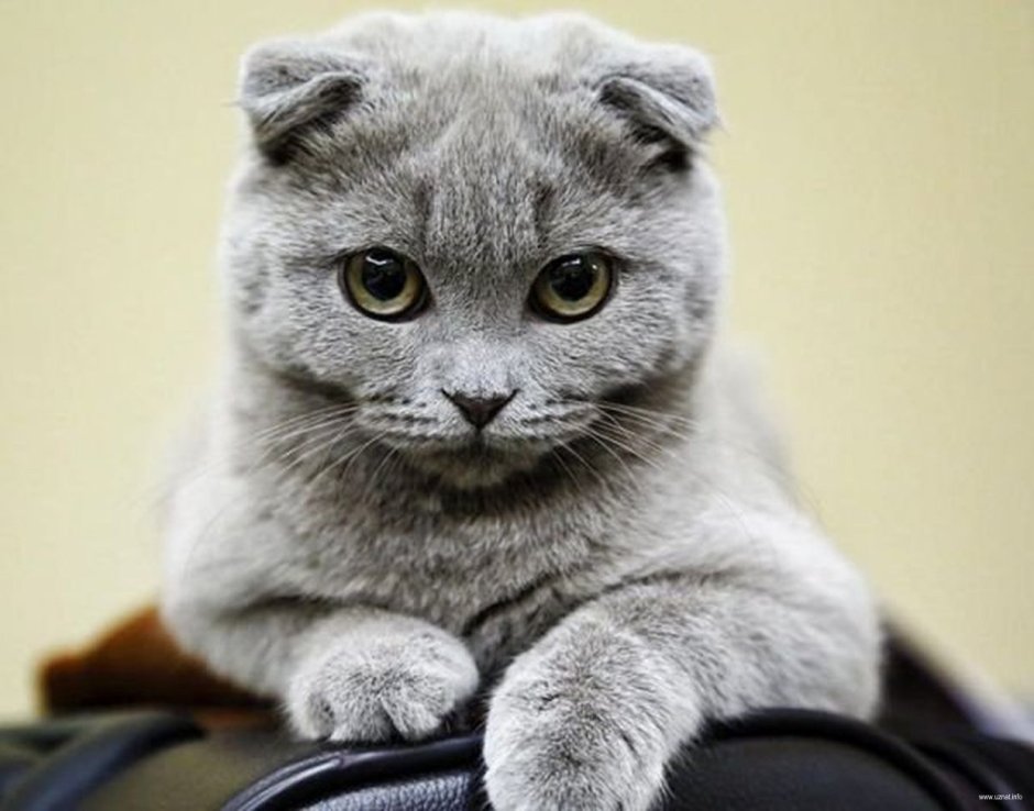 Шотландская вислоухая кошка