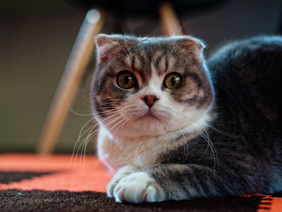 Шотландская вислоухая кошка