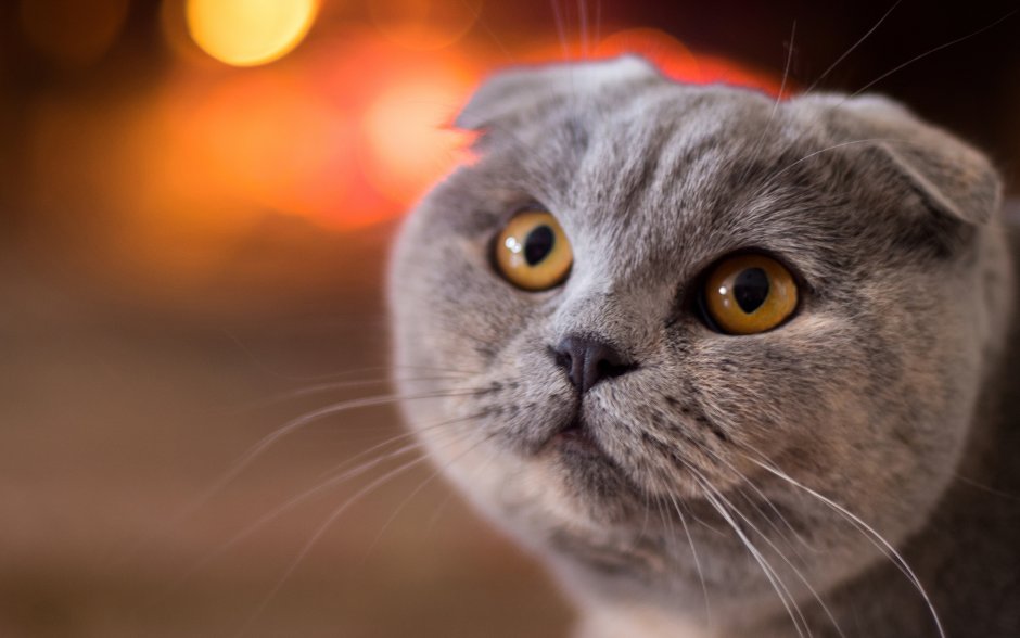 Шотландская вислоухая кошка