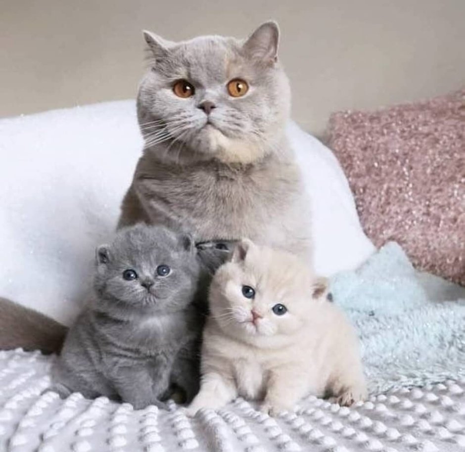 Британская вислоухая кошка
