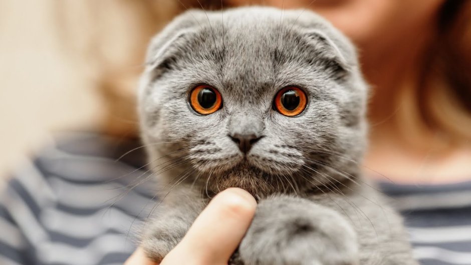 Британская вислоухая кошка