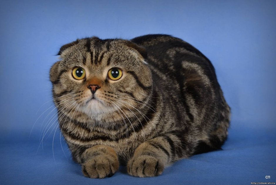 Шотландский вислоухий кот