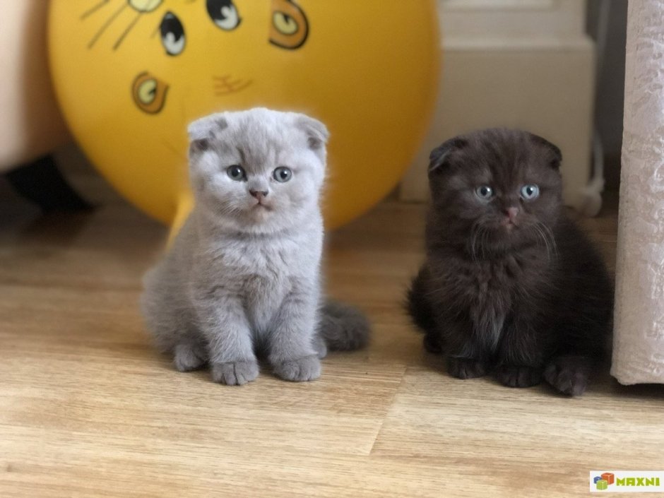 Британские вислоухие котята
