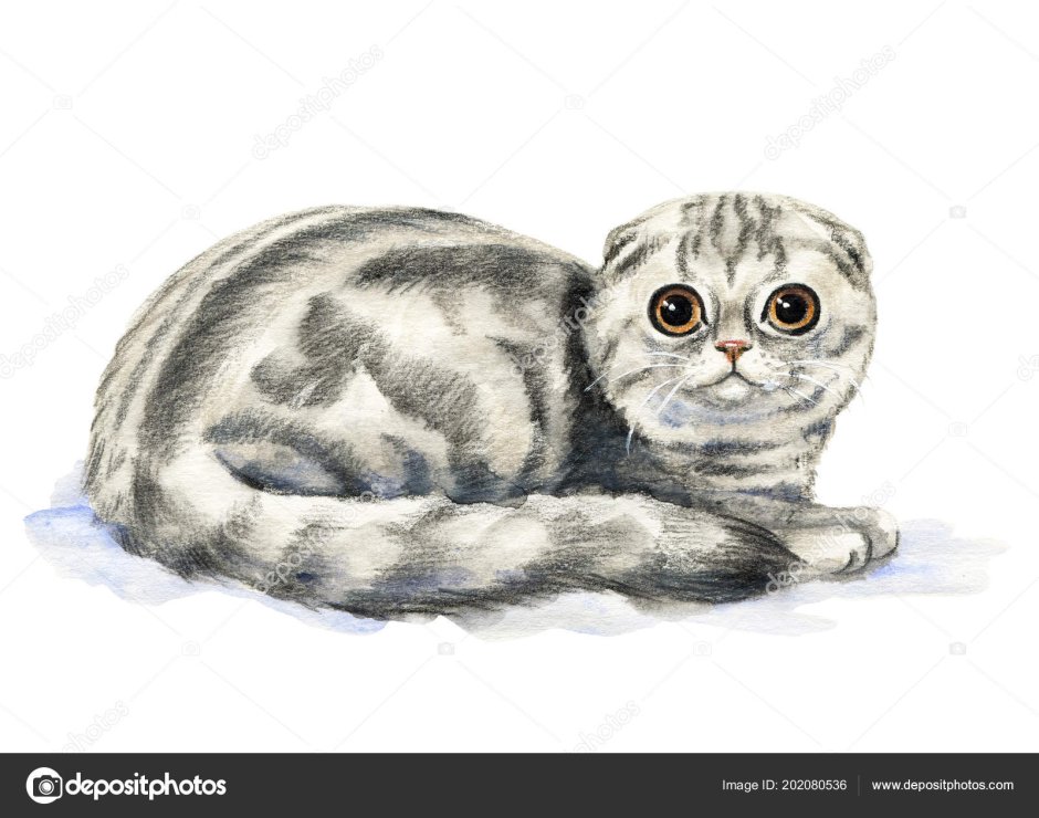 Шотландская вислоухая кошка рисунок