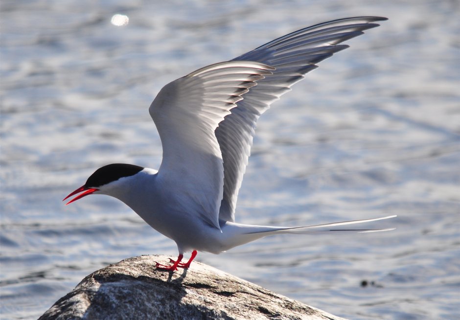 Arctic Tern