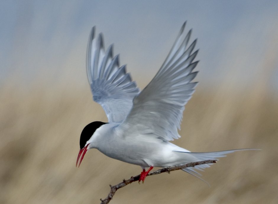 Circle Tern