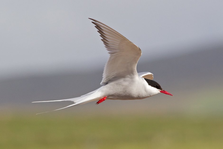 Common Tern с рыбой в клюве
