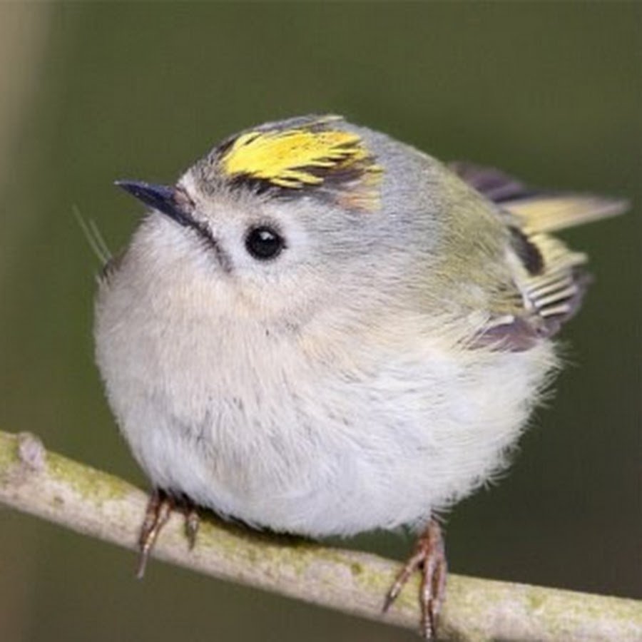 Маленькая птичка Королек