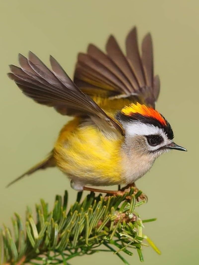 Красноголовый Королек