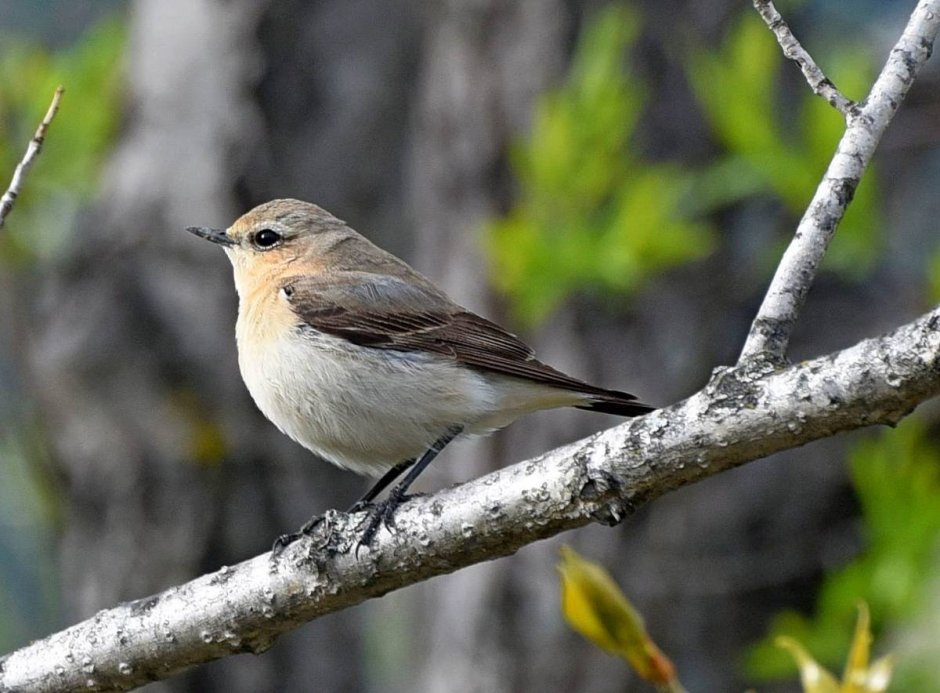 Маленькая серенькая птичка в Сибири