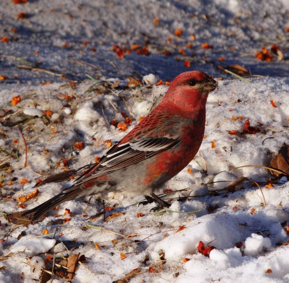 Щур обыкновенный pinicola enucleator