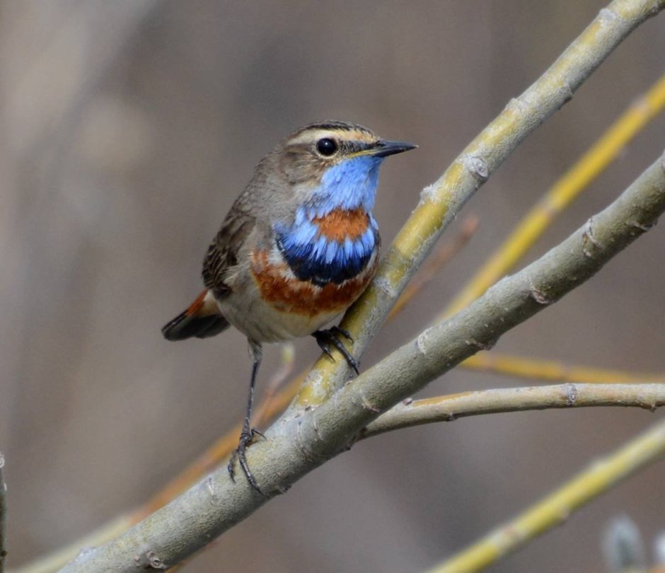 Варакушка (Luscinia svecica)