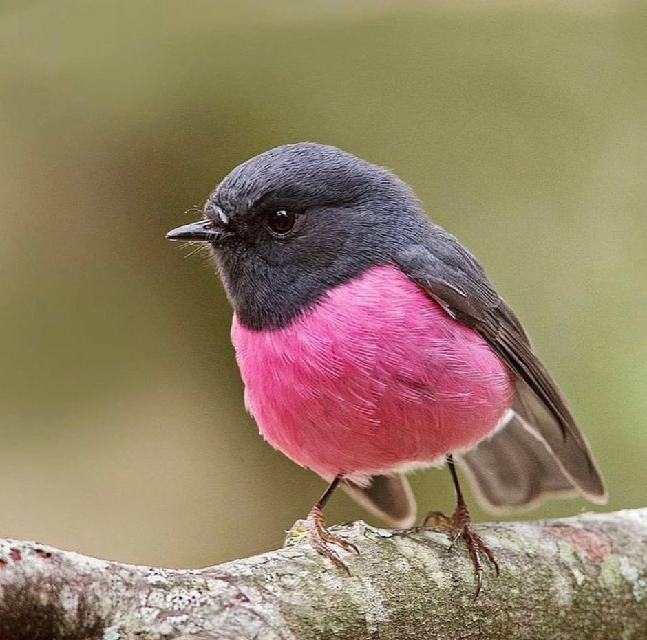 Розовогрудая петроика