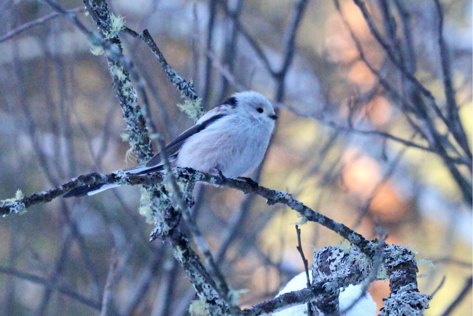 Алтайский край длиннохвостая синица