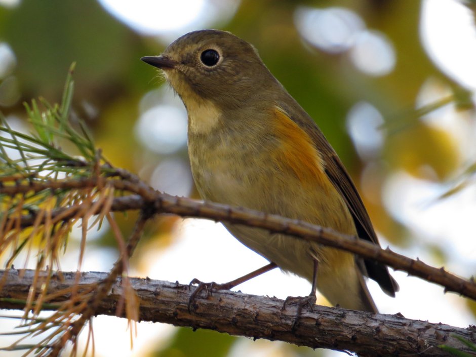 Певчие птицы Западной Сибири