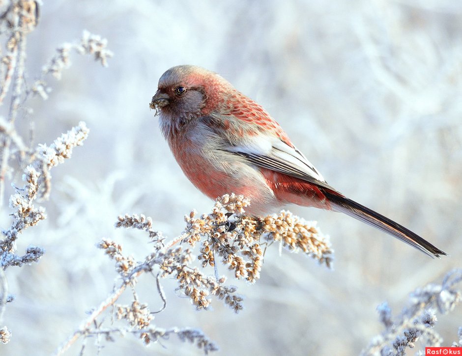 Урагус длиннохвостый